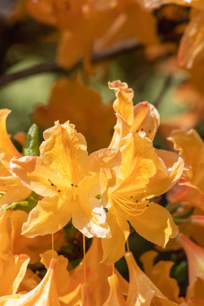 Cerrar Imagen Fondo Flores Rododendro Amarillo Flor Primavera —  Fotos de Stock