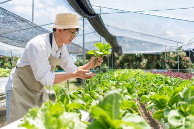 Hydroponic vegetable concept, Young Asian man checking and picking cos lettuce in hydroponic farm.