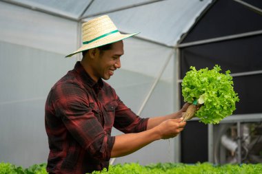 Hidroponik serasında salata sebzelerinin kalitesini ve büyümesini inceleyen Afrikalı Amerikalı bir adam..