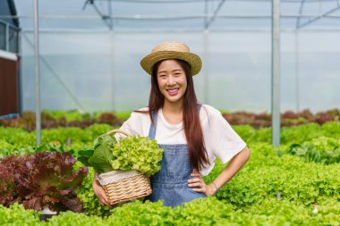 Elinde bir sepet taze salata tutan kadın bahçıvan hidroponik bahçesindeki hidrofonik sistemden üretiliyor..