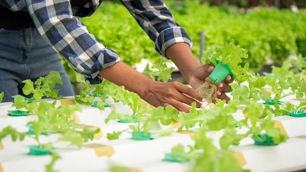 Afrikai Amerikai Nők Ellenőrzik Salátafélék Minőségét Növekedését Hidroponikus Üvegházakban — Stock Fotó