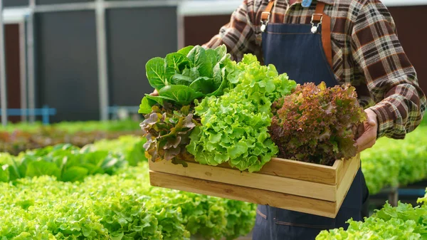 Erkek çiftçi çeşitli sebze salatası sepeti taşıyor ve hidroponik çiftlik serasında çalışıyor..