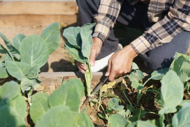 Erkek bahçıvan bıçakla evdeki sebze bahçesinde organik Çin lahanası kesiyor..