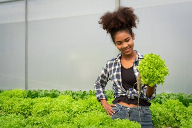 Hidroponik serada salata hidrofonik bitkisinin büyümesini inceleyen Afrikalı Amerikalı kadınlar.