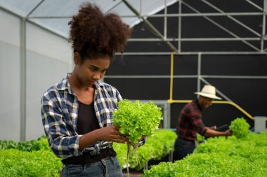 Hidroponik serada salata hidrofonik bitkisinin büyümesini inceleyen Afrikalı Amerikalı kadınlar.