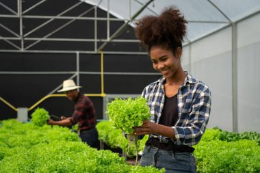 Hidroponik serada salata hidrofonik bitkisinin büyümesini inceleyen Afrikalı Amerikalı kadınlar.
