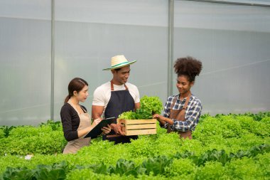 Afro-Amerikan grubu salata sebzelerini kutuya koyup hidroponik serasında çalışıyorlar..