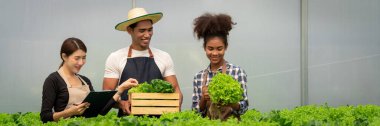 Afro-Amerikan grubu salata sebzelerini kutuya koyup hidroponik serasında çalışıyorlar..