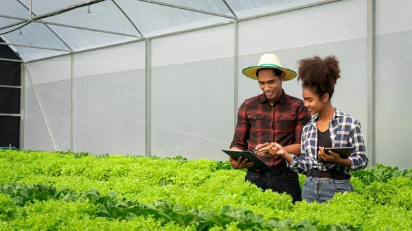 stock image African american couple reading document and examine growth of vegetable in hydroponics greenhouse.