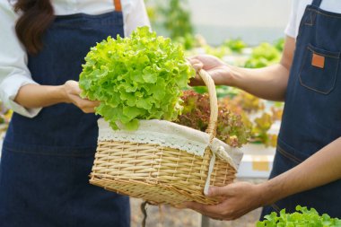 Genç çiftçiler taze salata sebzelerini toplayarak seradaki hidroponik çiftliğinde sepete koyuyorlar..