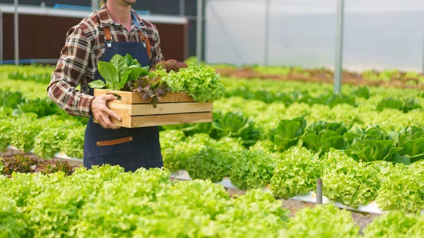 stock image Male farmer carrying basket of salad vegetable produce and growing without soil in hydroponics farm.