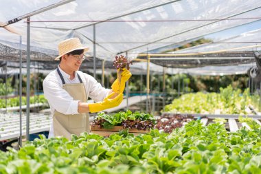 Hidrofonik sebze konsepti, genç Asyalı adam hidroponik çiftlikte taze kırmızı meşe toplayıp kontrol ediyor..