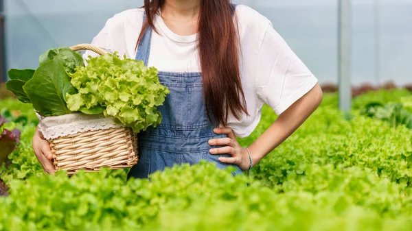 stock image Female gardener holding basket of fresh salad produces from hydroponic system in hydroponics garden.