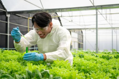 Erkek bilim adamı deney tüpü tutuyor ve hidroponik sebzeler hakkında araştırma yapıyor..
