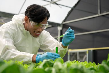 Erkek bilim adamı deney tüpü tutuyor ve hidroponik sebzeler hakkında araştırma yapıyor..