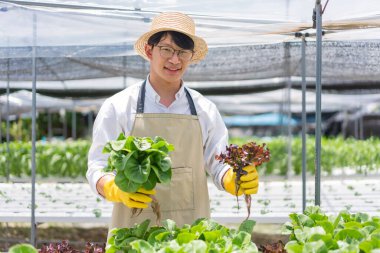 Hydroponic vegetable concept, Young Asian man picking cos lettuce and red oak in hydroponic farm.
