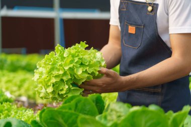 Erkek çiftçi yeşil meşe veya salata sebzelerini hidroponik çiftliğinde kontrol ediyor..