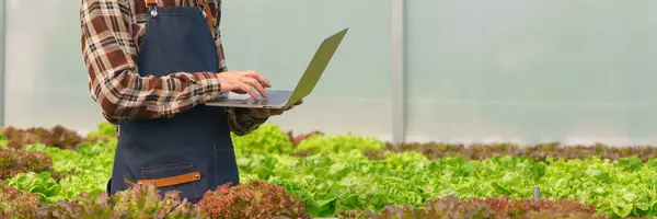 Male farmer working about hydroponics technology on laptop for salad vegetables in hydroponics farm.
