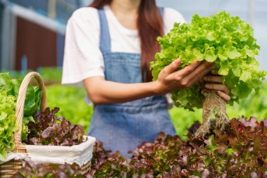 Kadın bahçıvan organik yeşil meşe salatası topluyor. Hidroponik bahçesindeki sepetin içine..