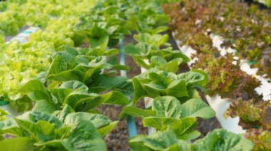 Birçok salata sebzesi hidroponik çiftliği serasında toprak olmadan üretir ve büyür..