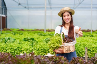 Female gardener showing thumb up and holding basket of fresh salad hydroponic in hydroponics garden.