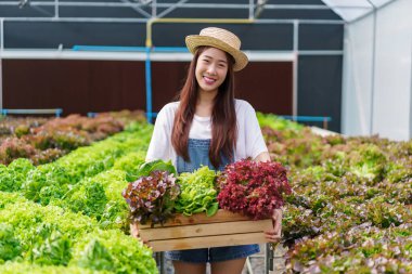 Kadın bahçıvan, hidroponik bahçesindeki hidrofonik sistemden üretilen taze salata kutusunu elinde tutuyor..
