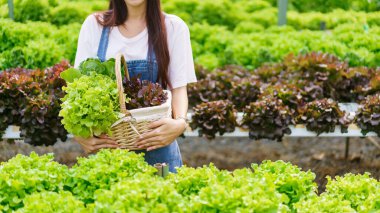 Elinde bir sepet taze salata tutan kadın bahçıvan hidroponik bahçesindeki hidrofonik sistemden üretiliyor..