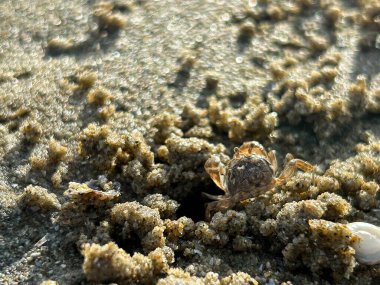 Kumsalda kumsaldaki kum yengeci alçak gelgitte