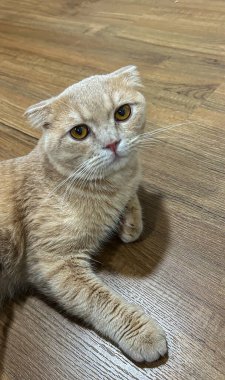 Turuncu kedi sahibine bakıyor.