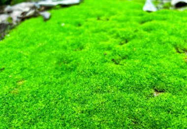 Kayanın üzerinde yeşil yosun