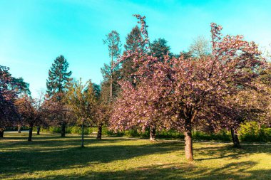 Parc de Sceaux 'da kiraz ağacı çiçek açtı - Ile de France - Paris bölgesi - Fransa