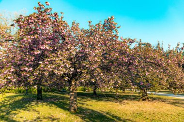 Parc de Sceaux 'da kiraz ağacı çiçek açtı - Ile de France - Paris bölgesi - Fransa
