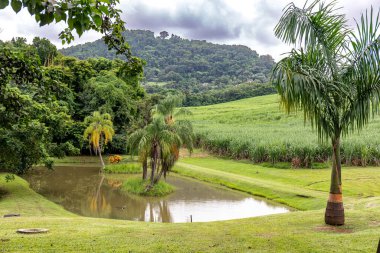 Le Francois, Martinique, FWI - Palm tree in a pond