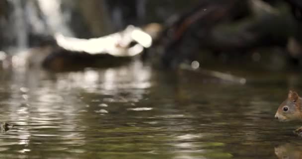 Ardilla Roja Salta Desde Roca Agua Movimiento Lento — Vídeos de Stock