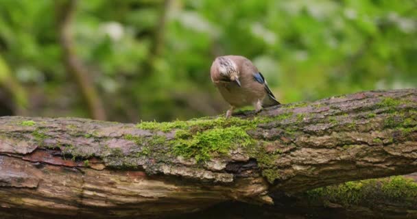 Eurazjatycki Jay Ptak Stojący Obalonym Drzewie Skaczący Zwolnionym Tempie — Wideo stockowe