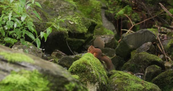 Rotes Eichhörnchen Auf Feindsuche Der Üppigen Waldbodenlandschaft Zeitlupenvideo Mit Einem — Stockvideo