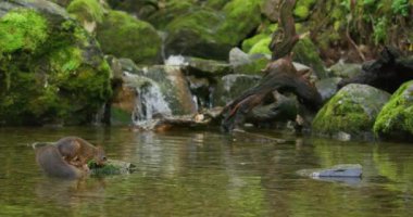 Kızıl sincap ağzında fındıkla kayadan suya atlar. Yavaş çekim.