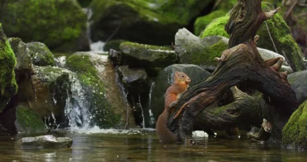 Schöne Rote Eichhörnchen Fressen Nahrung Baumstamm Wasser Wasserfallbach Hintergrund — Stockvideo