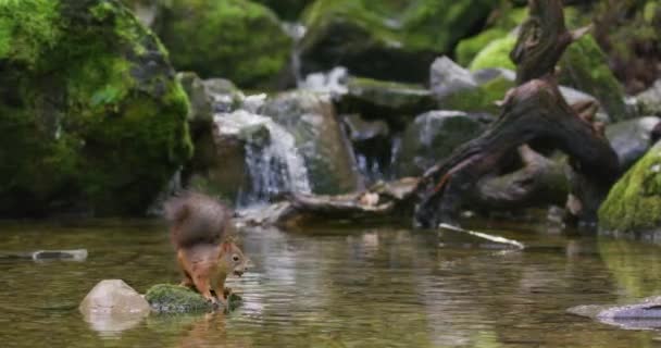 Rode Eekhoorn Springt Van Rots Naar Rots Met Een Noot — Stockvideo