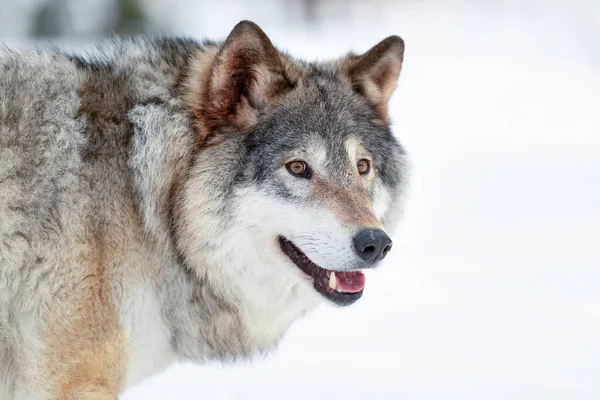 Furioso Alerta Lobo Eurasiano Paisagem Coberta Neve Paisagem Inverno — Fotografia de Stock