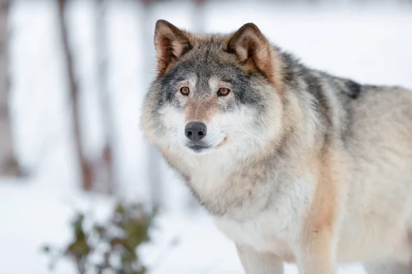 Сірий Коричневий Canis Lupus Вовк Дивиться Бік Стоячи Вкритому Снігом — стокове фото