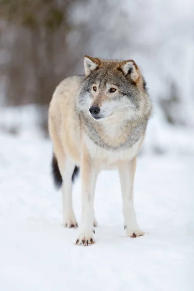 Full Length Portrait Brown Wolf Snow Covered Field Forest — Stock Photo, Image