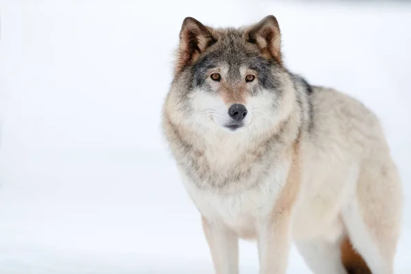 Graue Und Braune Canis Lupus Wolf Schaut Weg Während Auf — Stockfoto