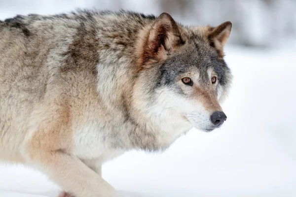 Close Lobo Alerta Andando Neve Enquanto Procura Inimigos Natureza — Fotografia de Stock