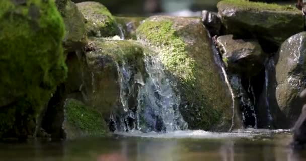 Ormandaki Bir Birikintisinde Küçük Bir Şelale Yavaş Çekim — Stok video