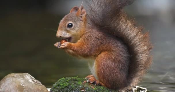 Großaufnahme Porträt Eines Schönen Roten Eichhörnchens Frisst Nuss Nuss Wasser — Stockvideo