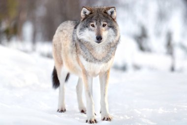 Avrasya kurdunun portresi vahşi ormanda güneşli bir günde karla kaplı bir arazide duruyordu.