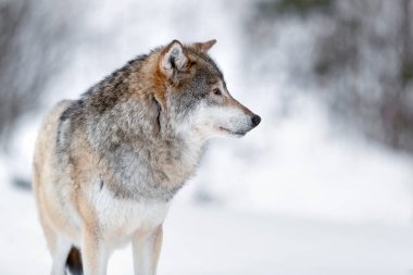 Gri ve kahverengi Canis Lupus kar üzerinde dururken gözlerini kaçırır.