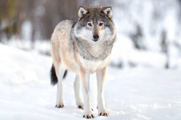 Portrait of Eurasian wolf standing on snow covered landscape during sunny day in the wild forest