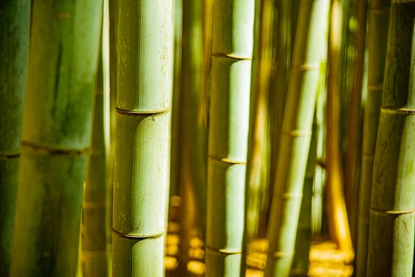 Full frame shot of bamboos. Plants are in forest. It is in Kyoto city.